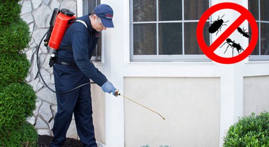 Kurucaşile Uçan Haşere İlaçlama böcek ilaçlama ve haşere kontrolü — ilaclama-tr.com